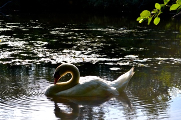 A beautiful surprise! Serene Swans